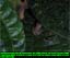 Monteverde Night Frog